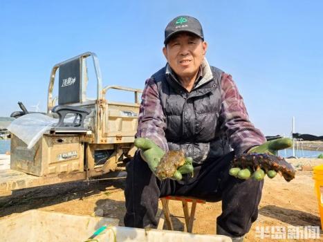 山東即墨萬(wàn)畝海參開捕 價(jià)格創(chuàng)三年新低