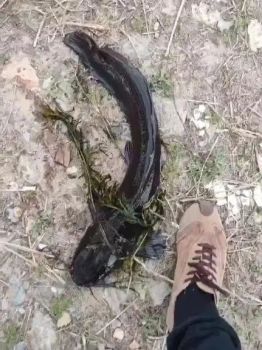 大連一水庫出現(xiàn)成群黑色大魚 外來物種埃及塘鲺現(xiàn)身