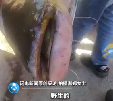 村民捕撈巨型野生鯰魚引眾人圍觀：第一次見，感到很稀奇