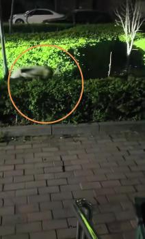 遼寧一頭野豬跑進小區(qū)亂竄 警民聯(lián)手成功捕獲