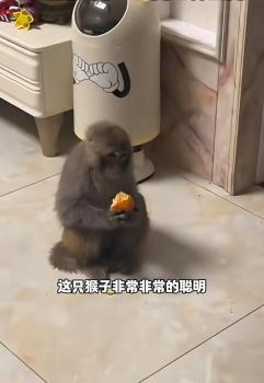 獼猴竄入27樓住戶家吃橘子 頑皮訪客終被捕獲