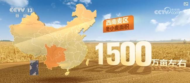 四川冬小麥進入黃金收割期 麥?zhǔn)盏貓D一覽