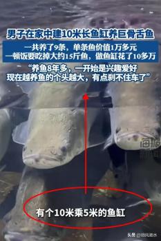 男子回應(yīng)建10米魚缸養(yǎng)巨骨舌魚 單條價值1.65萬