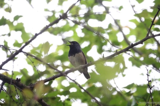 重慶鳥類添新紀錄種 首現(xiàn)國二保護鳥類——黑喉歌鴝