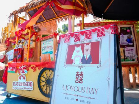 動(dòng)物園在520為小熊貓羊駝辦婚禮 萌獸結(jié)婚狂潮引發(fā)游客圍觀