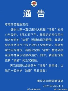 大熊貓渝愛轉(zhuǎn)內(nèi)場靜養(yǎng)治療 專家會診后決定