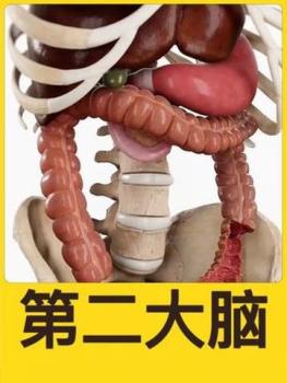 為什么說腸道是人體的第二個(gè)大腦