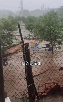 全紅嬋老家新房已開始澆筑 施工到明年才能入住