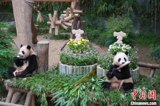 睿寶輝寶將離開媽媽獨立生活 迎來兩周歲生日慶典