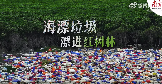 候鳥棲息地內(nèi)藏垃圾帶！海漂垃圾涌入紅樹林臭氣熏天