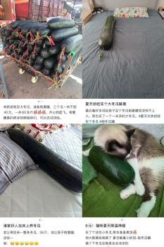 “抱冬瓜睡覺”真能降溫嗎 清涼助眠有科學依據(jù)