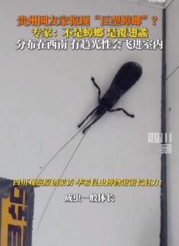 有網(wǎng)友家中出現(xiàn)“巨型蟑螂” 實為覆翅螽引發(fā)熱議