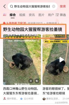 游客眼鏡掉落猩猩幫撿回 暖心一幕獲網(wǎng)友點贊