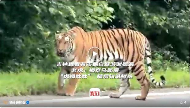 吉林琿春市民自駕游時遇老虎 虎豹公園常見景象