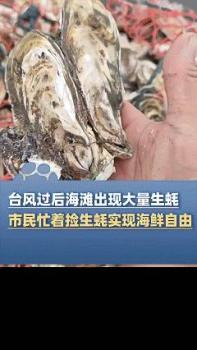 臺風(fēng)后廣東一海灘現(xiàn)大量生蠔 市民實現(xiàn)海鮮自由