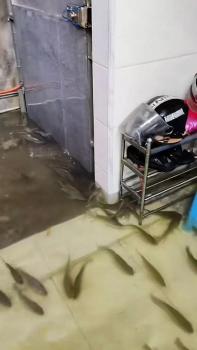 一居民家中因降雨涌入魚群 網(wǎng)友調(diào)侃“一個(gè)月都不用買魚了”