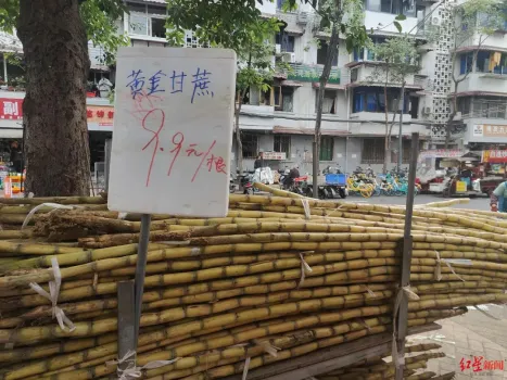成都甘蔗集中上市 价格下降约30% 供应充足甜度高
