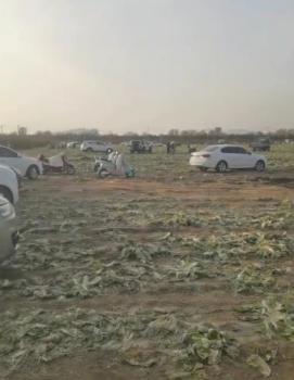 白菜免费摘谁在造谣谁在传谣 谣言致近百万损失