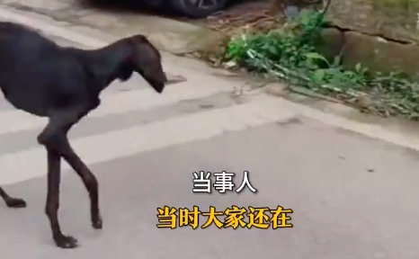 女子偶遇流浪狗瘦到皮包骨 决定收养