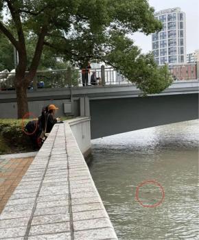 男子在苏州河放生外来入侵物种牛蛙 违规行为引关注