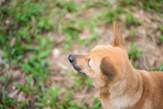 暴力打死流浪狗保安已被解聘 学校回应并采取措施