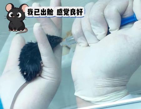 4只“出差”太空的鼠鼠咋样了 状态恢复良好