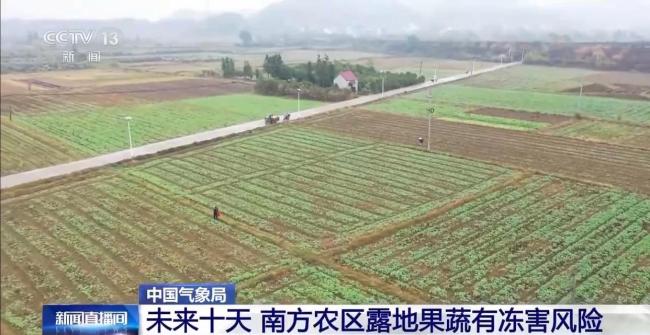 寒潮“拍了拍”南方 露地果蔬面临冻害风险