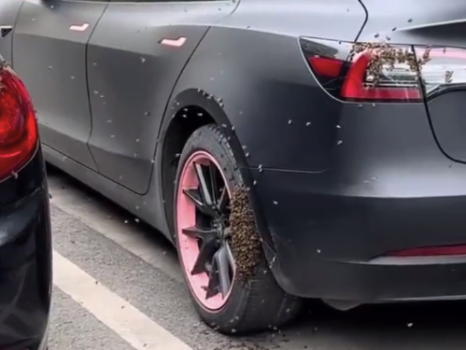 “顺蜂车”？专家：蜂王带蜜蜂搬家上车