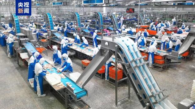 中国主导制定 鸡屠宰有了国际标准 填补全球标准空白