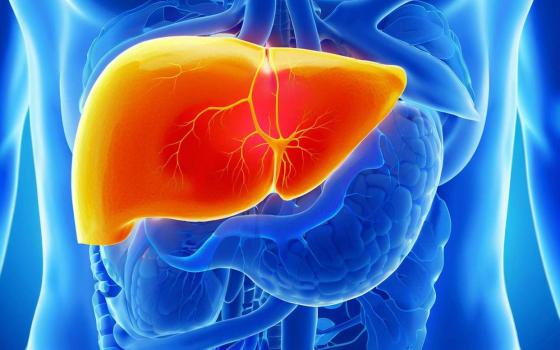 常吃“抗性淀粉”食物肝脏肠道都受益 肝脏的“清洁工”