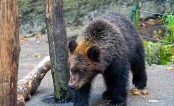 日本抓到一只380公斤巨型棕熊 北海道熊患严重