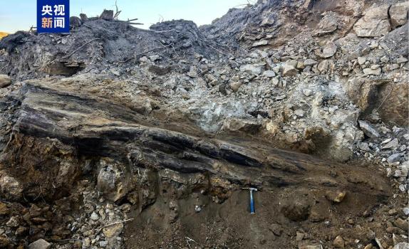 山西一工地发现2.9亿年前大型木化石 国家一级重点保护化石现身