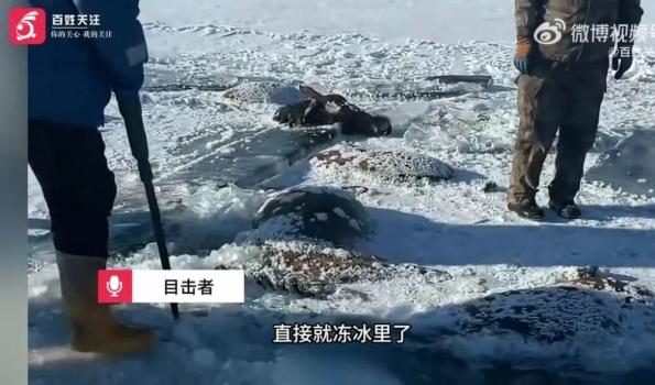黑龙江13匹马坠冰窟身亡 农户损失惨重