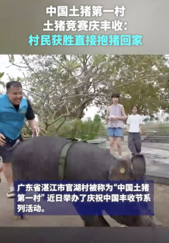 土豬競賽獲勝村民直接抱豬回家！