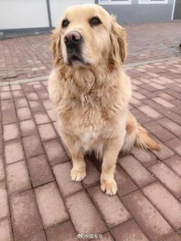 4只光榮退役軍犬征集領(lǐng)養(yǎng)人 尋找溫暖新家