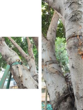 為一棵樹(shù)撥打12345 引百萬(wàn)網(wǎng)友圍觀 共情促改變