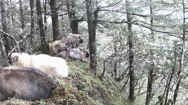 四川10余頭羚牛罕見同框 家族群體活動記錄