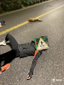 小伙骑行撞上黄麂 断了两根骨头 野生动物频现城市