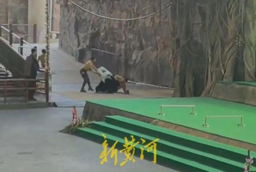动物园黑熊扑倒驯养员 表演永久停止、驯养员停职转岗！