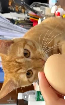 9分12秒的水煮蛋太權(quán)威了 全網(wǎng)瘋魔煮蛋記