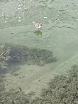 起猛了 看见一只鸟在潜水捕鱼 河乌成网红捕鱼高手