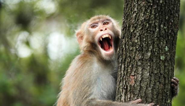 野生动物伤人写入生态环境法典草案 规范“人兽冲突”处理