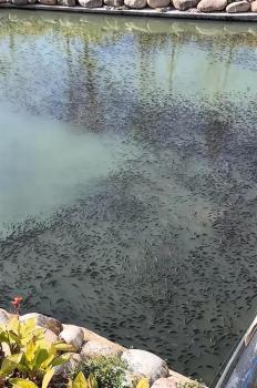 小区附近河道挤满罗非鱼 物业回应 自然生长未投喂