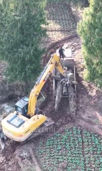 四川仪陇有人在村里挖乌木？当地回应 已获审批允许