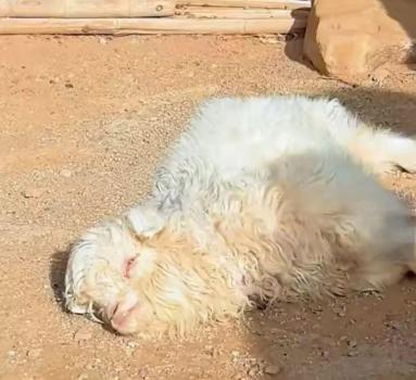 网红戏精小羊装死实则因遗传缺陷 基因突变引发肌强直