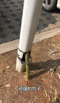竹子穿透路灯生长 成网红打卡地 生命力顽强令人称奇