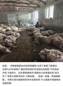 牧民回应200多只羊遭狼群夜袭死亡 政府将按60%补偿