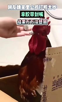 女子因公鸡打鸣太吵，竟用胶带封住公鸡的嘴，试图阻止其叫声