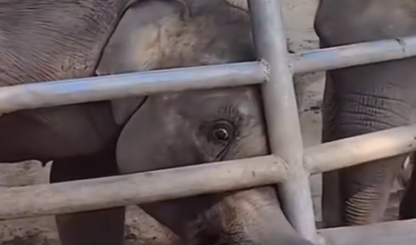 员工被指用金属锁敲打小象 动物园：正在核实了解详情，具体情况等核实清楚之后再说