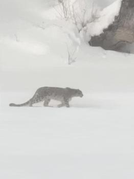 专家：雪豹咬伤游客或因应激 保持安全距离至关重要